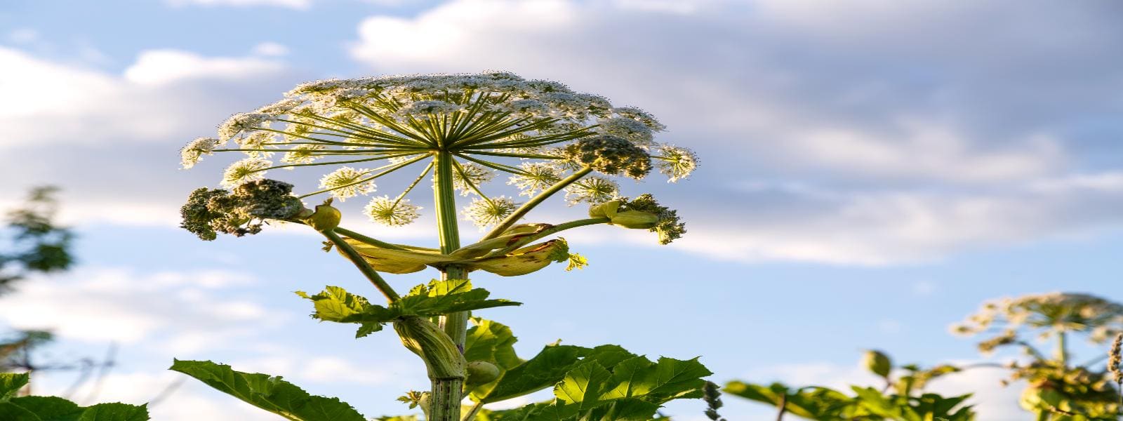 Giant Hogweed Control